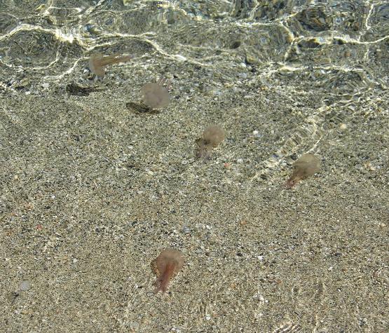 Pelagia noctiluca: invasione